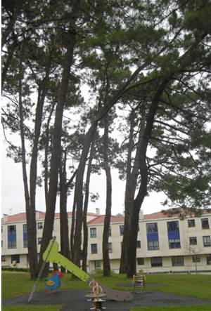 Arbol2