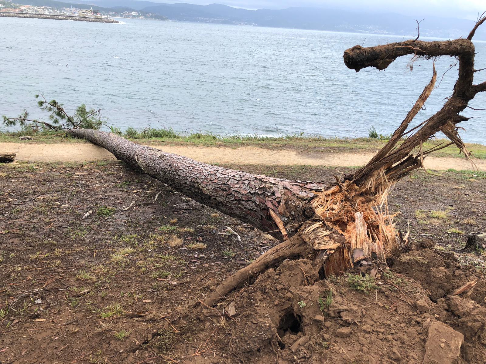 A Concellería de Medio Ambiente a piques de rematar a plantación de árbores en Punta Vicaño