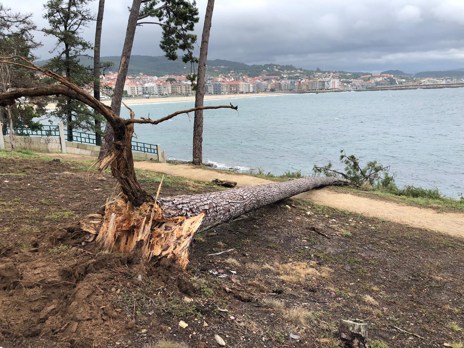 AREEIRO CONFIRMA LA PELIGROSIDAD DE 7 PINOS DE PUNTA VICAÑO