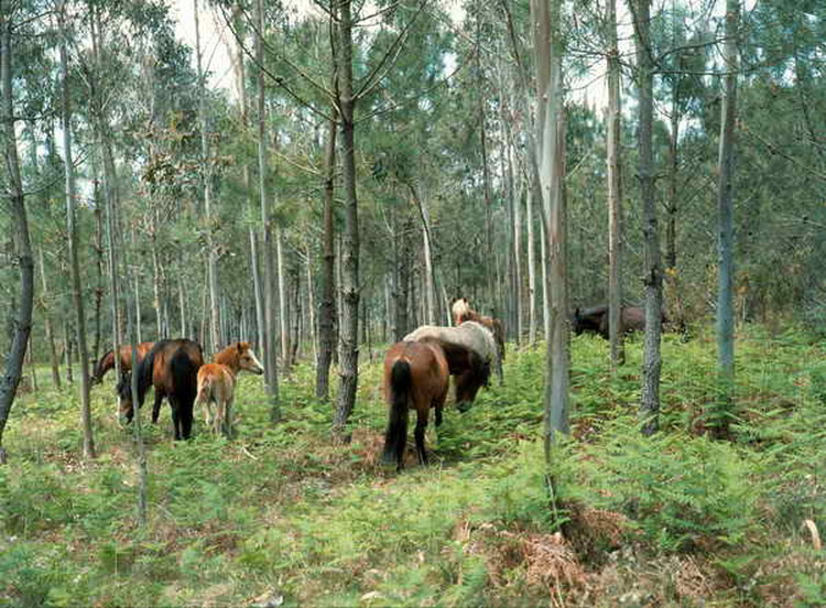 A natureza de Sanxenxo