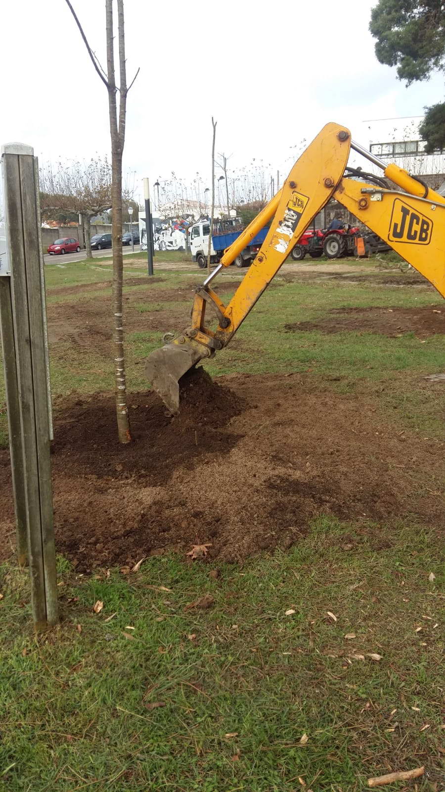  A concellería de medio ambiente replanta o parque de Baltar e traballa para a replantación de Punta Vicaño