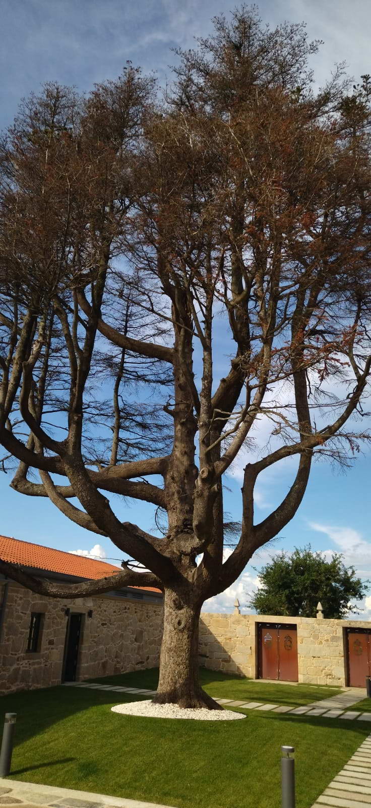 O CONCELLO APLICARÁ UN TRATAMENTO NO ABETO BRANCO DO PAZO DE QUINTÁNS AO DETECTAR FUNGOS NA RAÍZ