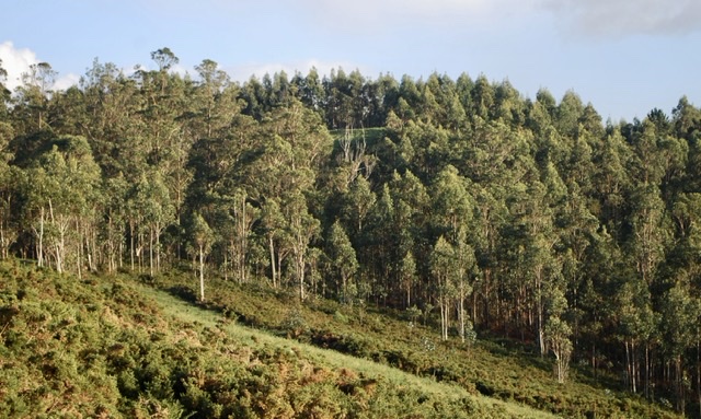 SANXENXO CONTARÁ EN 2022 CON SU PRIMER PLAN MUNICIPAL DE PREVENCIÓN Y DEFENSA CONTRA INCENDIOS FORESTALES