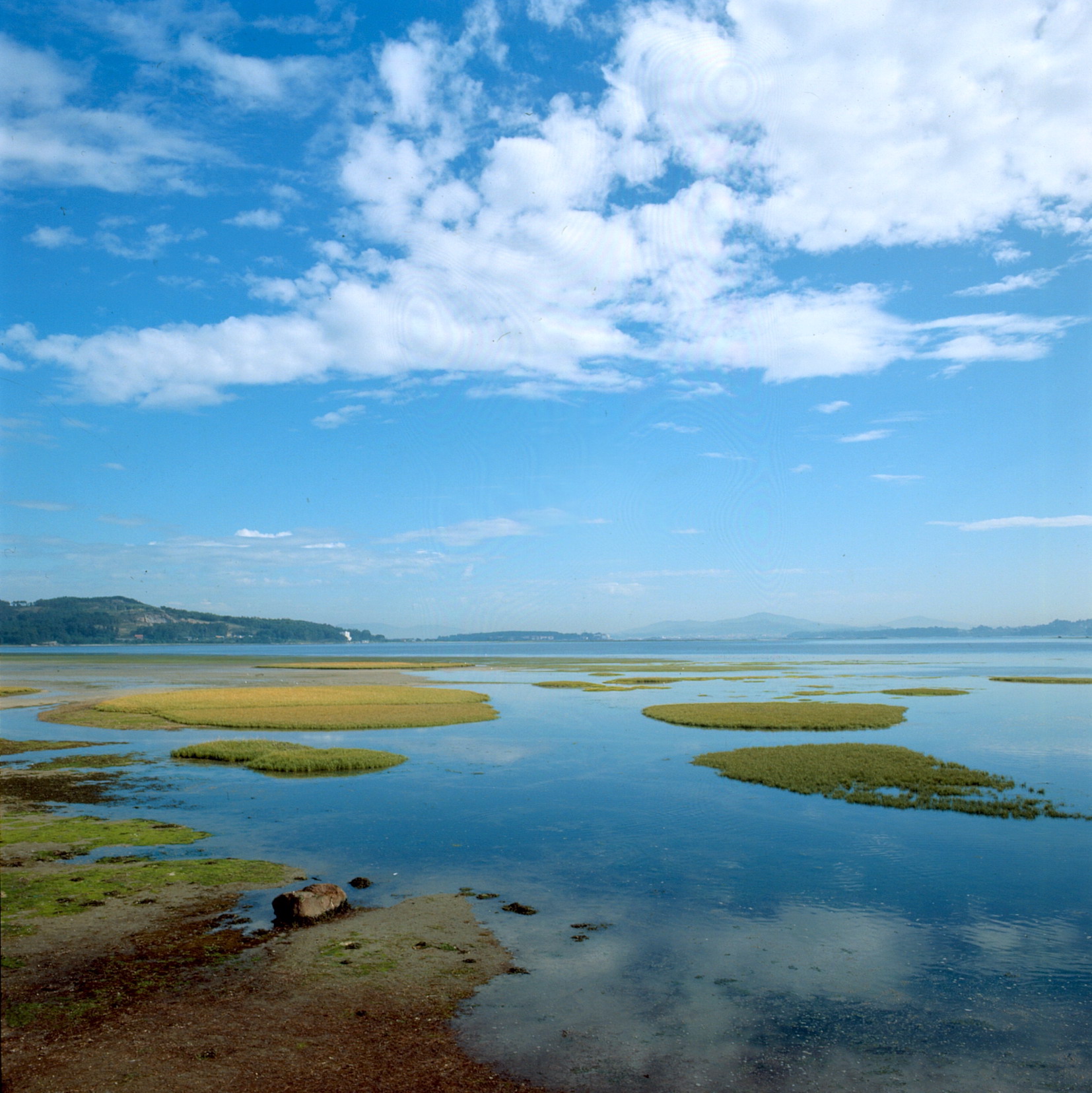 SANXENXO Y SEO BIRDLIFE FIRMARÁN UN CONVENIO PARA LA CONSERVACION DE LAS AVES Y LA DIVULGACIÓN DE LA BIODIVERSIDAD DE LA RED NATURA 2000