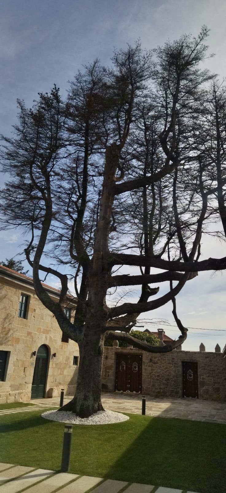 UN INFORME DE O AREEIRO ADVIERTE DEL ESTADO “PRECARIO” DEL ABETO BLANCO DEL PAZO DE QUINTÁNS