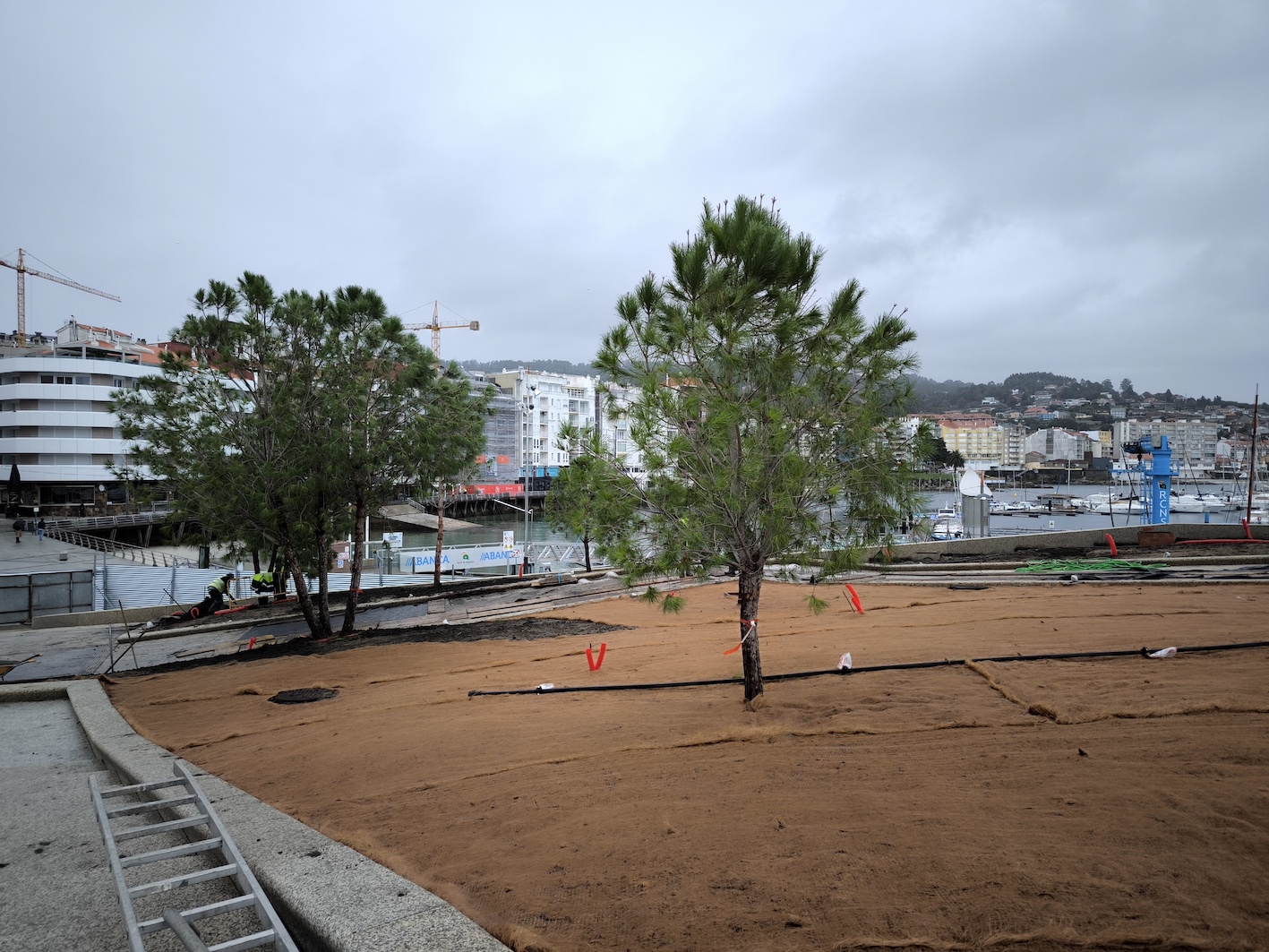 A PLANTACIÓN DA RAMPLA AXARDINADA COMEZA COAS ESPECIES ARBÓREAS DE MAIOR PORTE