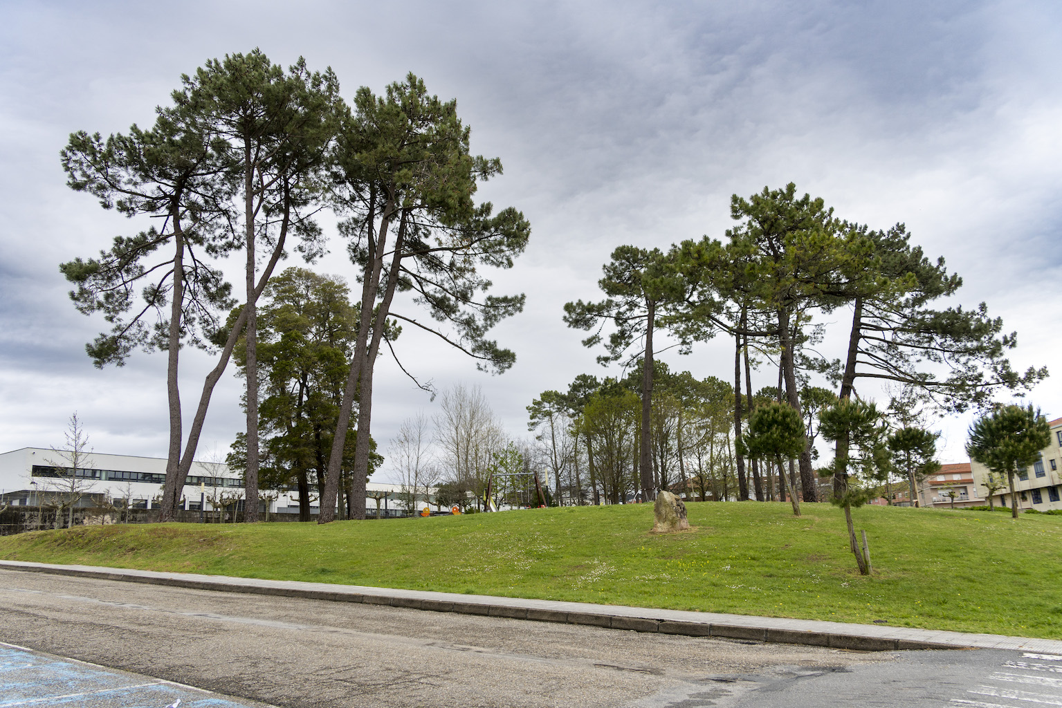 O CONCELLO TALLARÁ PIÑEIROS NO PARQUE DE BALTAR E SANEARÁ O PIÑEIRAL DO PASEO ANTE O POSIBLE RISCO DE CAÍDAS DE EXEMPLARES E RAMAS