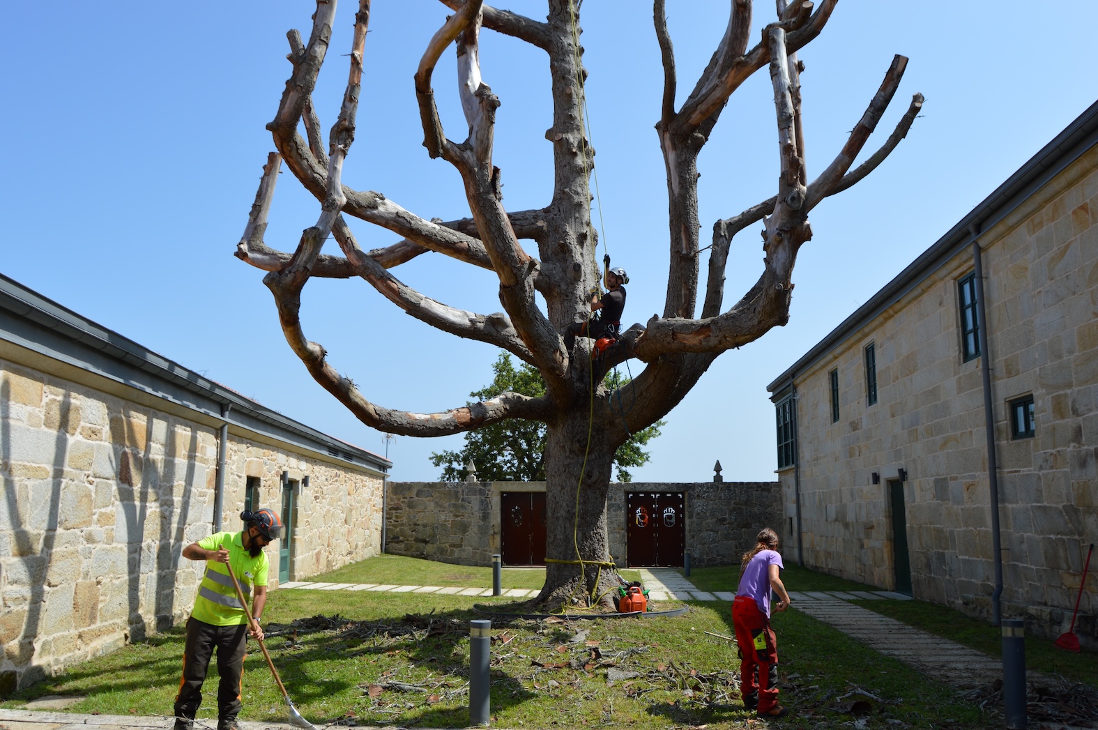 EL CONCELLO REALIZA UNA PODA DE ATRINCHERAMIENTO AL ABETO BLANCO DEL PAZO DE QUINTÁNS PARA EVITAR LA CAÍDA DE RAMAS