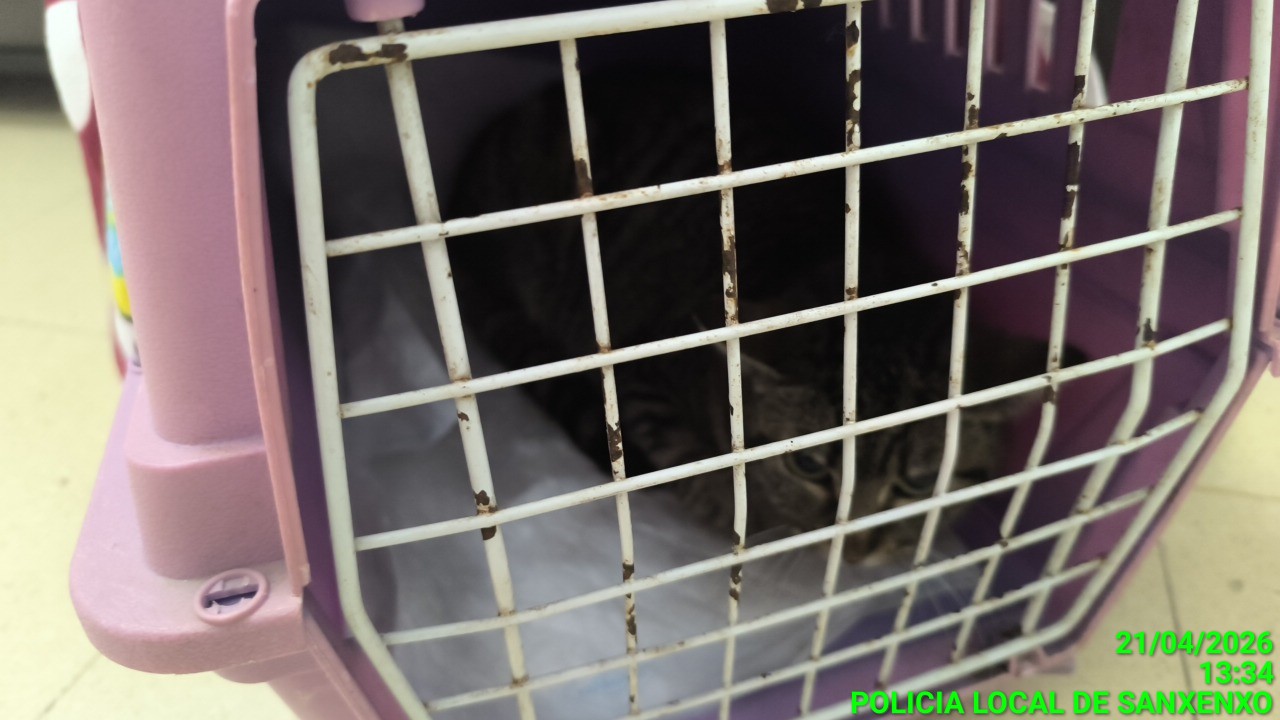 LA POLICÍA LOCAL INVESTIGA EL ABANDONO DE UN GATO EN LA SEDE DE MEDIO AMBIENTE EN VILALONGA