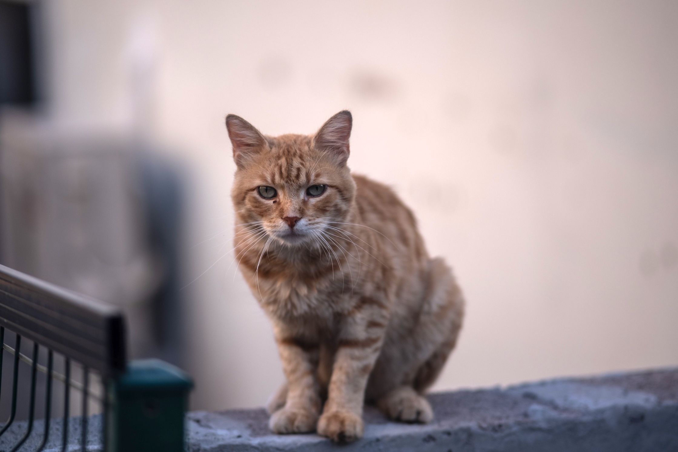 EL CONCELLO SACA A LICITACIÓN EL SERVICIO VETERINARIO DE CONTROL DE GATOS CALLEJEROS POR 43.560 EUROS POR UN AÑO